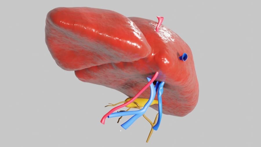 A visualization of a healthy liver